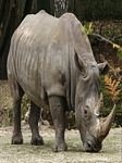 pic for White Rhinoceros